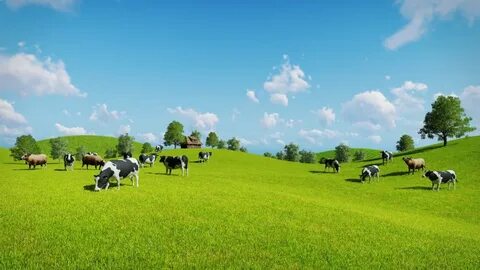 Grass feeding