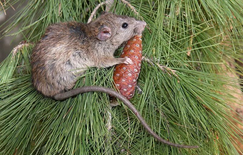 Семя мыши. Сосновая полевка. Мышь полевка зимой. Лесная мышка. Мышь с шишкой.