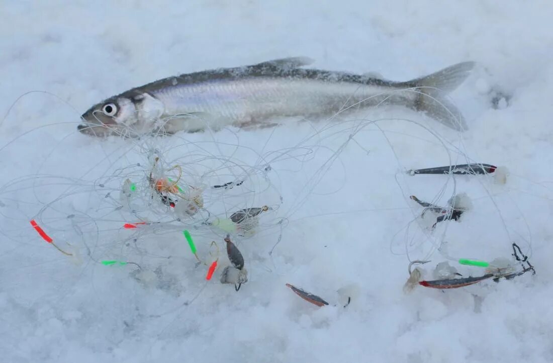 Корюшка финская. На что ловить корюшку. Ловля корюшки. Зимняя рыбалка на корюшку. Зимняя удочка на корюшку на финском заливе.