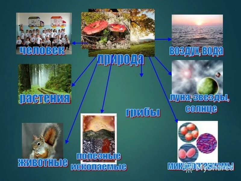 Сообщество живых организмов и неживых организмов. Живая и неживая природа.