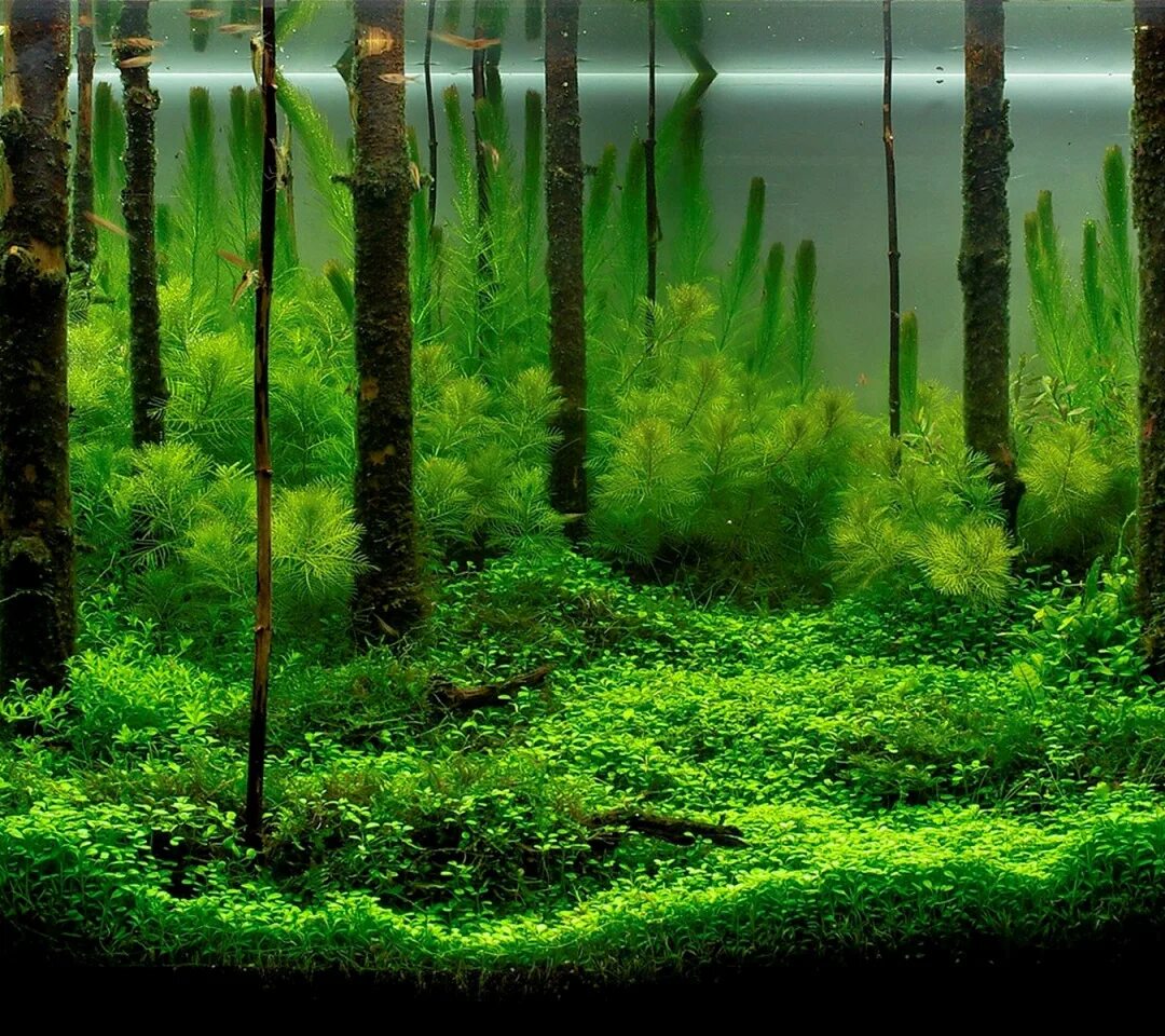 Подводный лес акваскейпинг. Водоросли для аквариума. Лес водорослей. Лес в аквариуме.