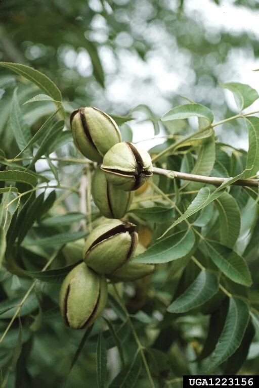 Messa a dimora ed irrigazione Noce Pecan nel 2025 Noce pecan, Irrigazione, Noce