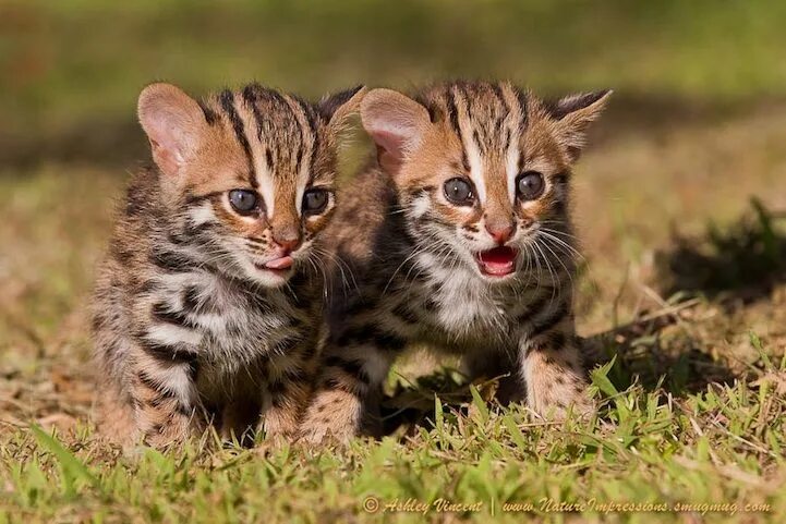Cats and Humans: 12,000-Year-Old Commensal Relationship