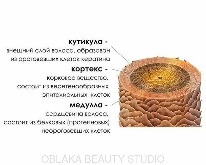Волос состоит из. Строение волоса из чего состоит. волос медула кортекс кутикула. кортекс медула кутикула строение. кутикула кортекс мкдула строение.