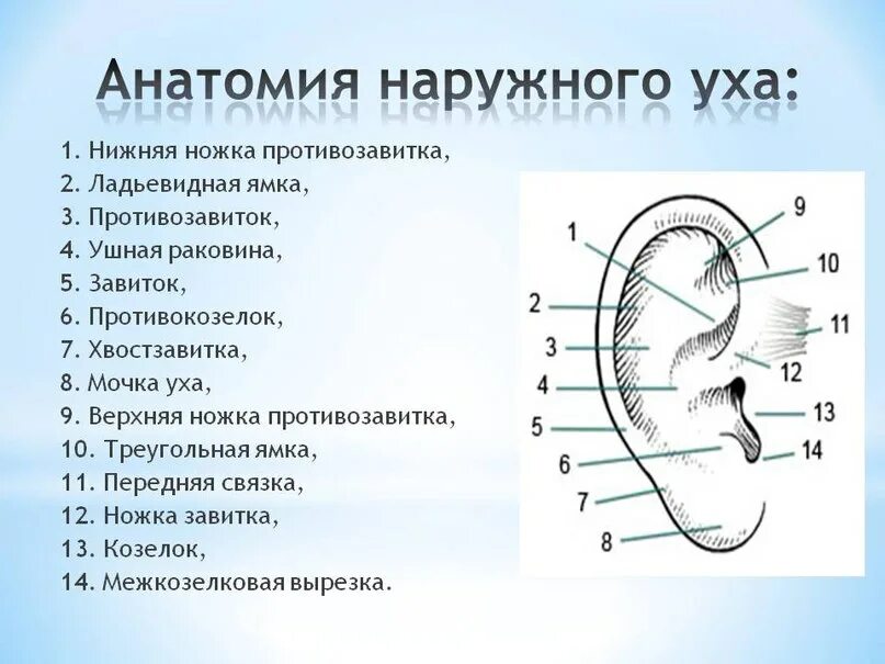 Строение уха и вестибулярного. Строение среднего уха человека схема. 1 строение внешнего уха. Части уха строение наружное ухо. 1 строение внешнего уха.