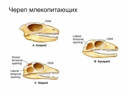 Без черепные