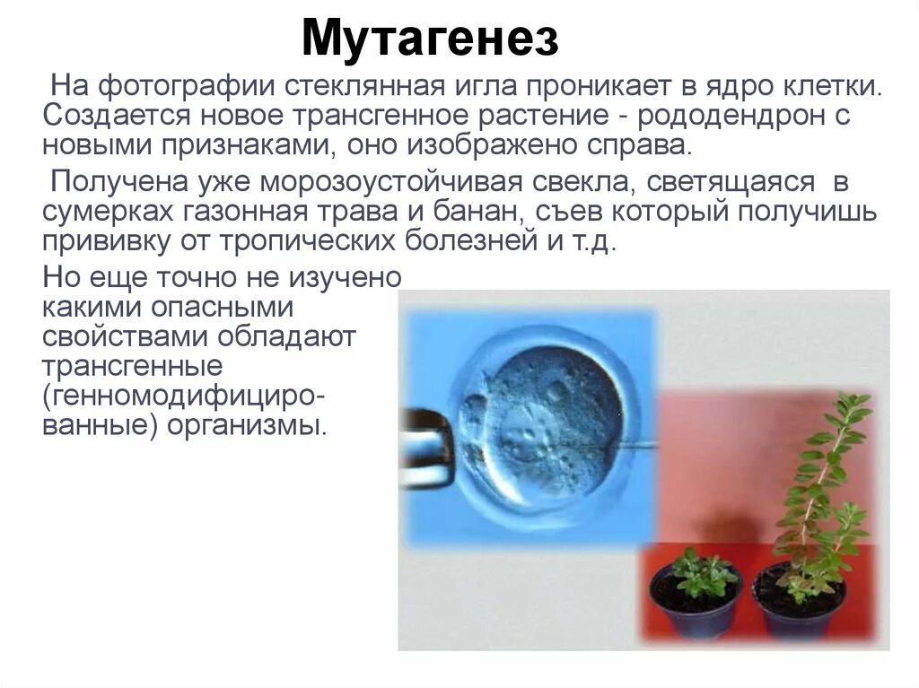 Примером применения в селекции искусственного мутагенеза является. Искусственный (индуцированный) мутагенез. радиационный мутагенез в селекции растений. искусственный мутагенез в селекции. мутагенез примеры растений.