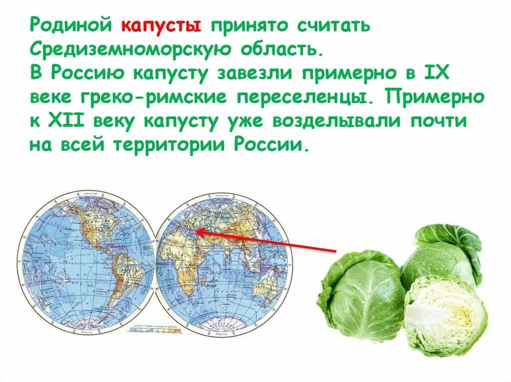 Е карту капуста. Родина капусты белокочанной. Капуста Родина происхождения. Родина капусты Средиземноморье. Родина капусты на карте.