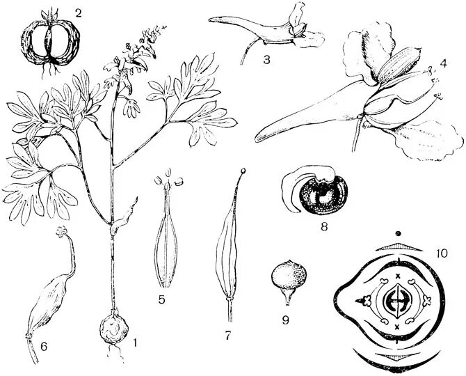 Диаграмма цветка хвойных растений. Семейство маковые – Papaveraceae. Живокость Полевая формула цветка. Мак самосейка формула цветка. Живокость Полевая диаграмма цветка.