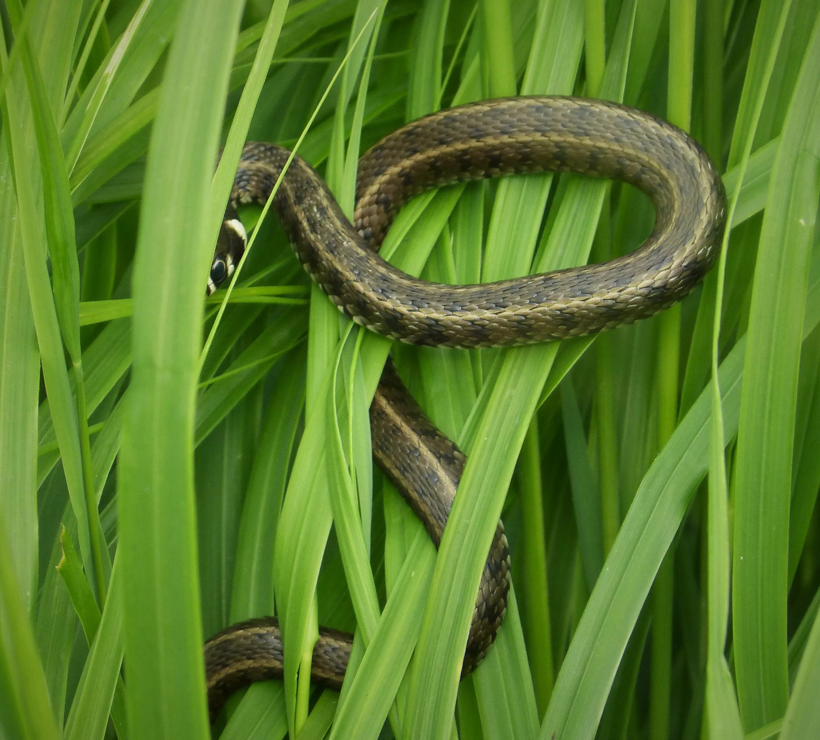 Grass snake. Белоушка змея. Змейка в траве. Обыкновенный уж. ЛОКАЛИТЕТЫ Natrix Natrix.