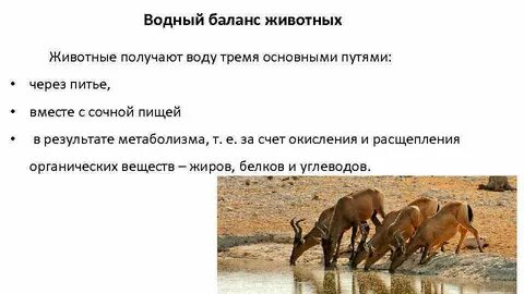 Физиологические признаки животных