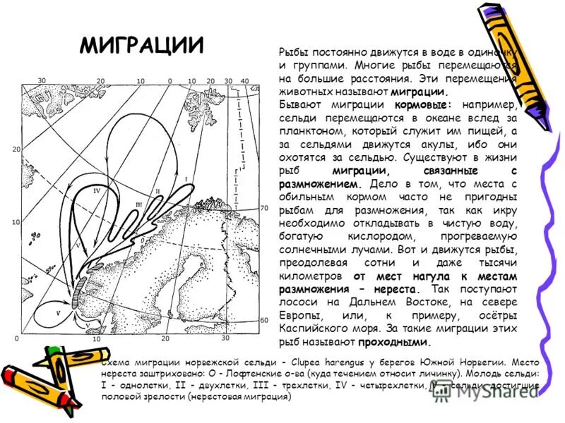 опишите роль миграции в жизни рыб. пассивные миграции рыб. кормовые миграции рыб. опишите роль миграции в жизни рыб.
