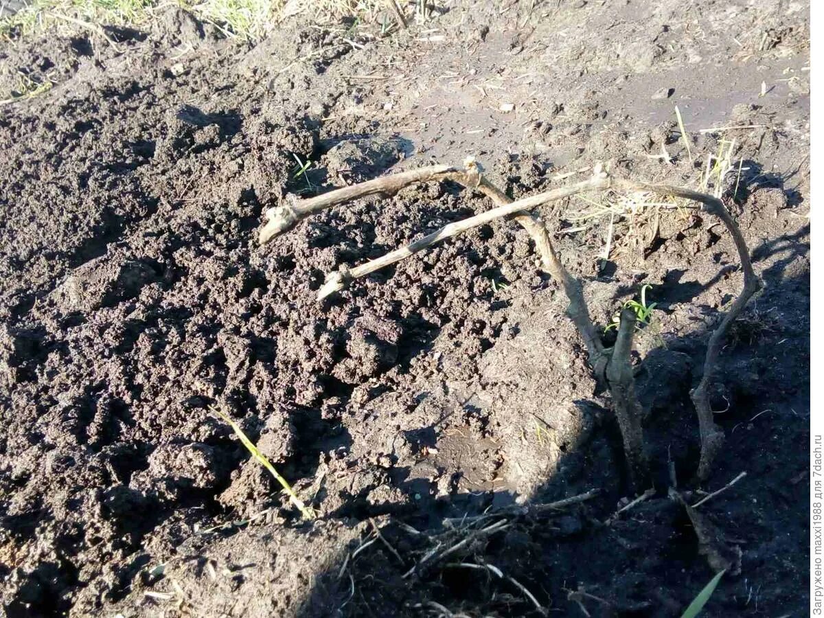 В детстве откапывали корень сладкий. Soil of Rose. Темная лоза после зимы форум.