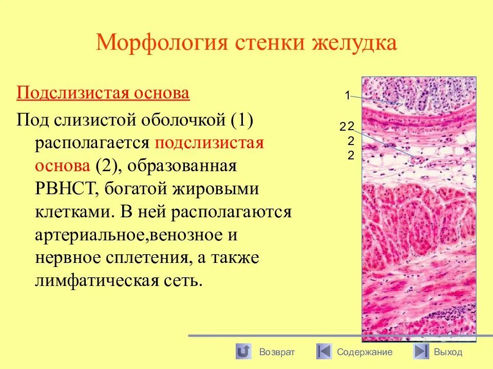 Морфология. Железы подслизистой основы желудка. Слизистая оболочка с подслизистой основой желудка.