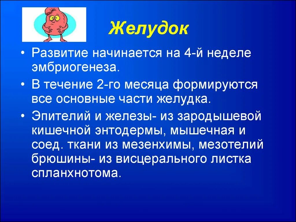 Формирование жкт. Эмбриогенез пищеварительной системы человека. Формирование жкт. Формирование жкт. Формирование жкт.