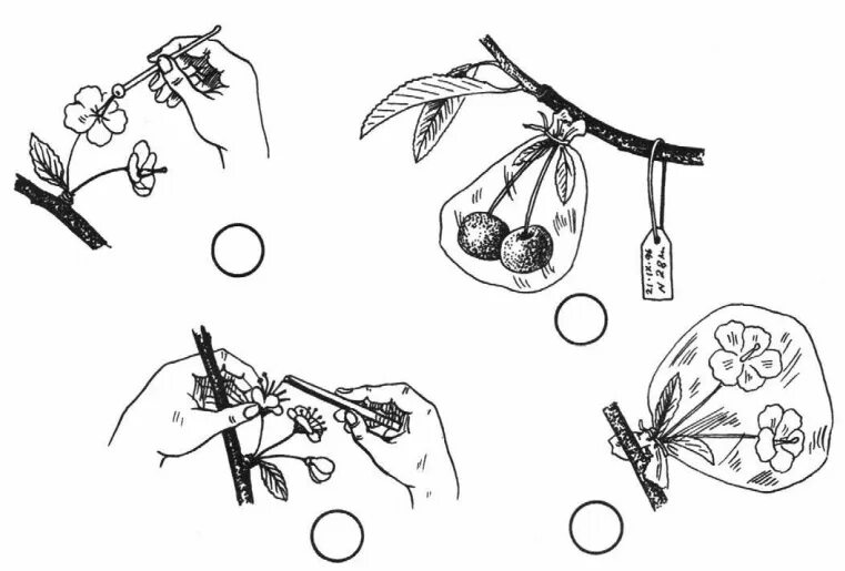 С какой целью проводят искусственное опыление. Искусственное опыление. Последовательность искусственного опыления. Искусственное опыление растений. На рисунке художник перепутал последовательность действий.