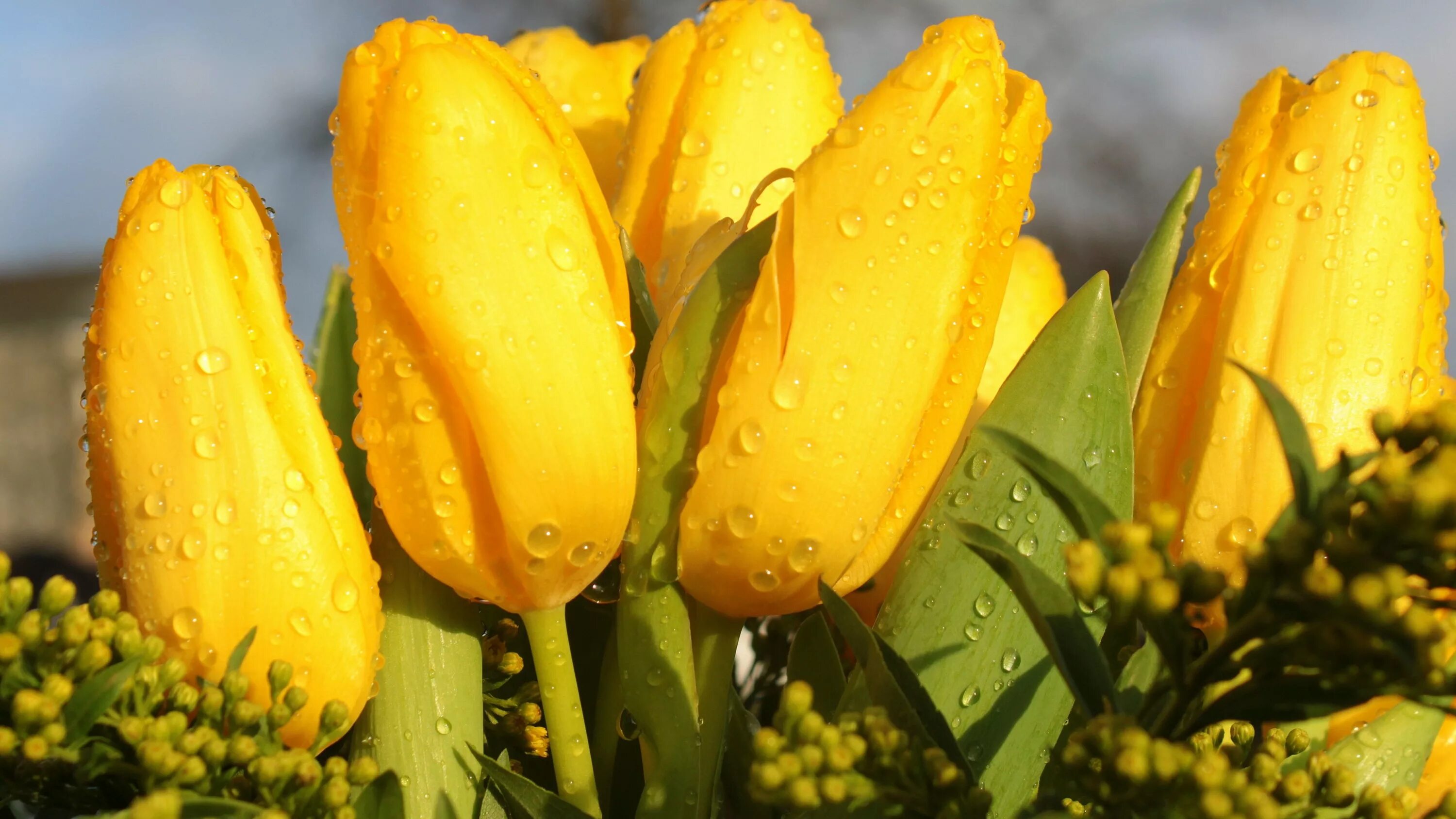 Почему тюльпаны желтеют. Тюльпан Йеллоу Кинг. Тюльпан Миллер тайм. Желтые тюльпаны. Желтые тюльпаны цветы.