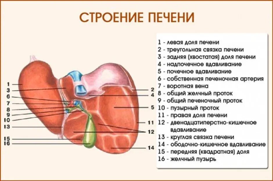 Печень какой формы