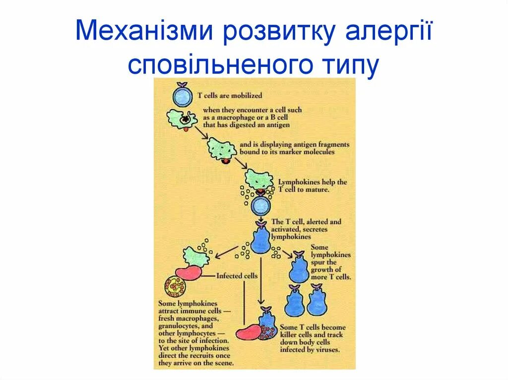 Аллергическая реакция iv типа. Механизм развития аллергической реакции замедленного типа. механизм развития реакции гиперчувствительности замедленного типа. схема аллергической реакции 4 типа. схема патогенеза аллергической реакции 1 типа.