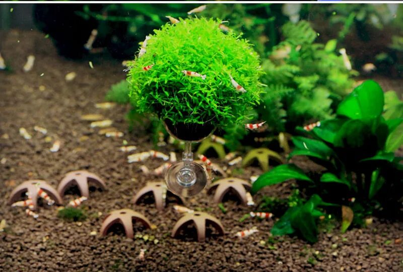 Грузики для аквариумных растений. Мох на кокосе в аквариуме. Стаканчики для аквариумных растений. Держатель для аквариумных растений.