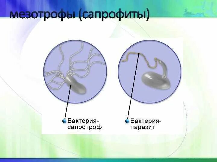 Микробы сапрофиты. Микробы сапрофиты