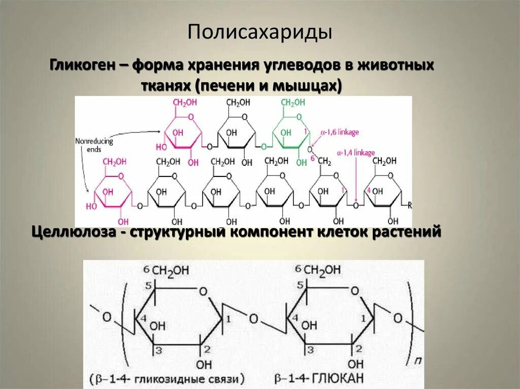 Полисахариды крахмал гликоген Целлюлоза. Полисахариды крахмал гликоген. Гликоген строение. Структура полисахаридов.