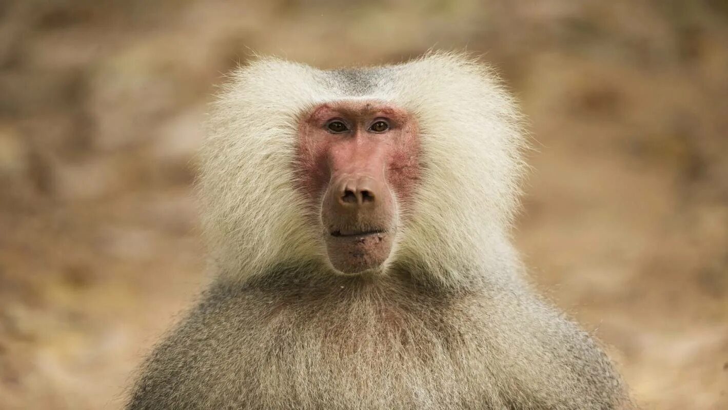 Собакоголовые павианы. Гамадрил и бабуин. Обезьяна гамадрил. Павиан гамадрил бабуин. Павиан гамадрил бабуин.