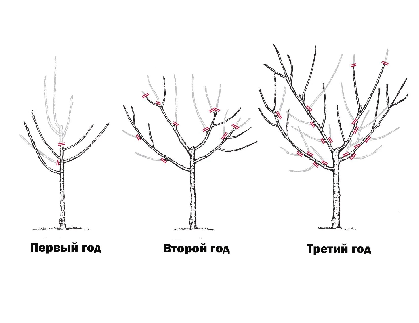 Обрезка яблони весной срез. Как обрезать яблоню весной для начинающих схемы с подробным. Обрезка молодой яблони весной для начинающих. Как правильно обрезать калину весной схема.