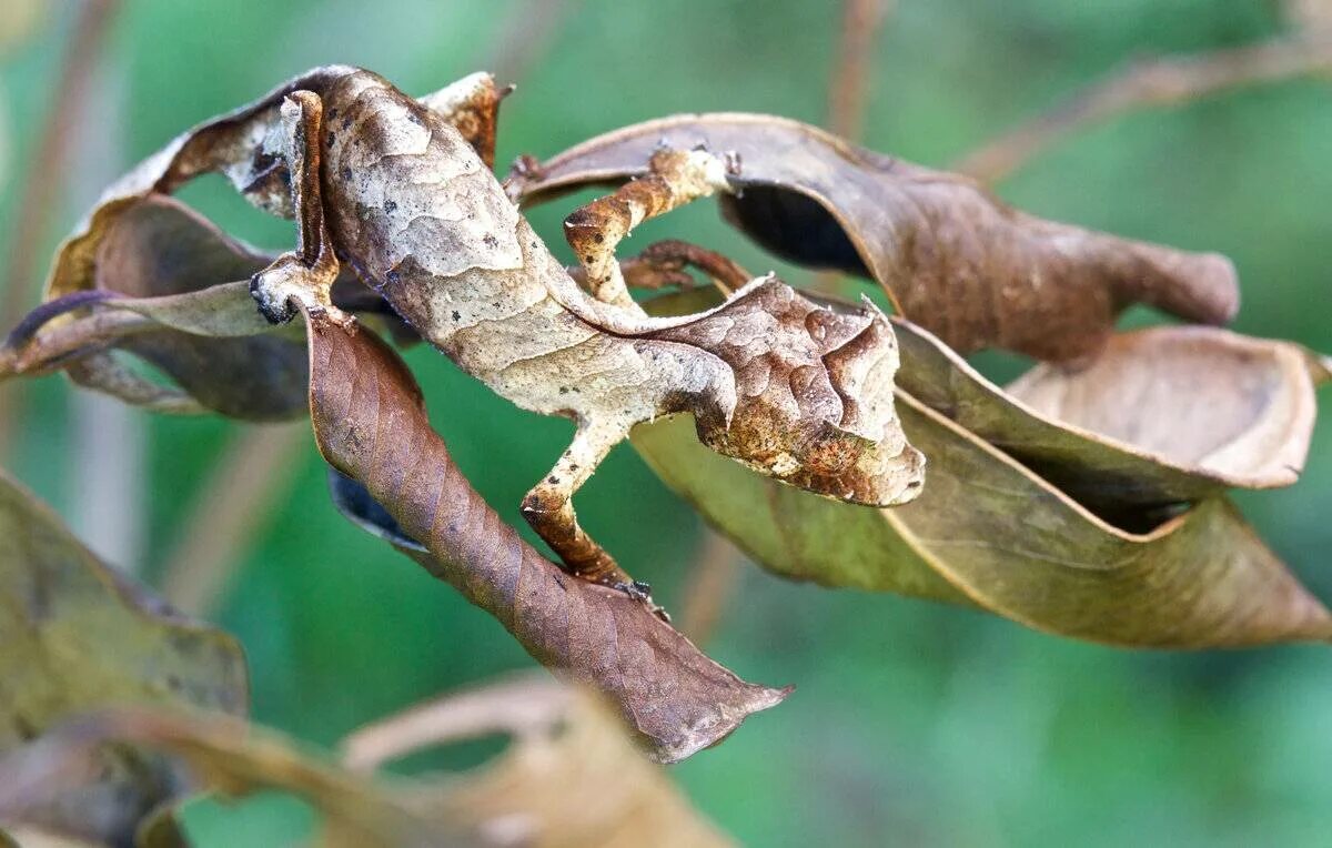 Мадагаскарский плоскохвостый геккон. Сатанинский листохвостый геккон. Листохвостый геккон маскировка. Листохвостый геккон Мимикрия.