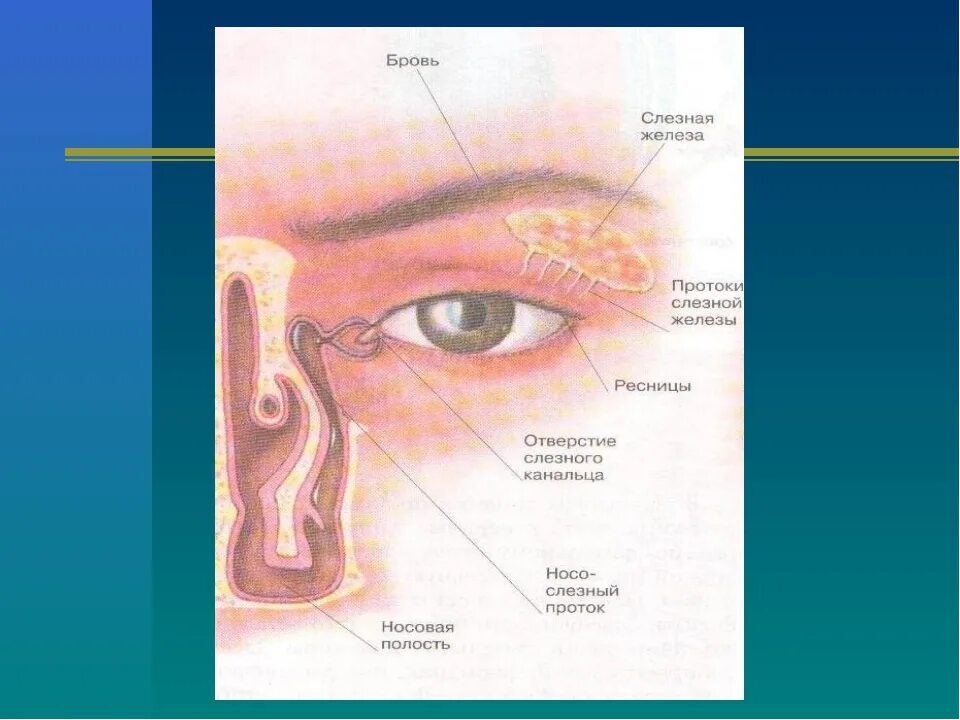 Лечить слезный канал. Слёзная железа анатомия. Слезный проток анатомия. Слезный канал и слезная железа. Слезная железа слезные канальцы слезный мешок носослезный проток.