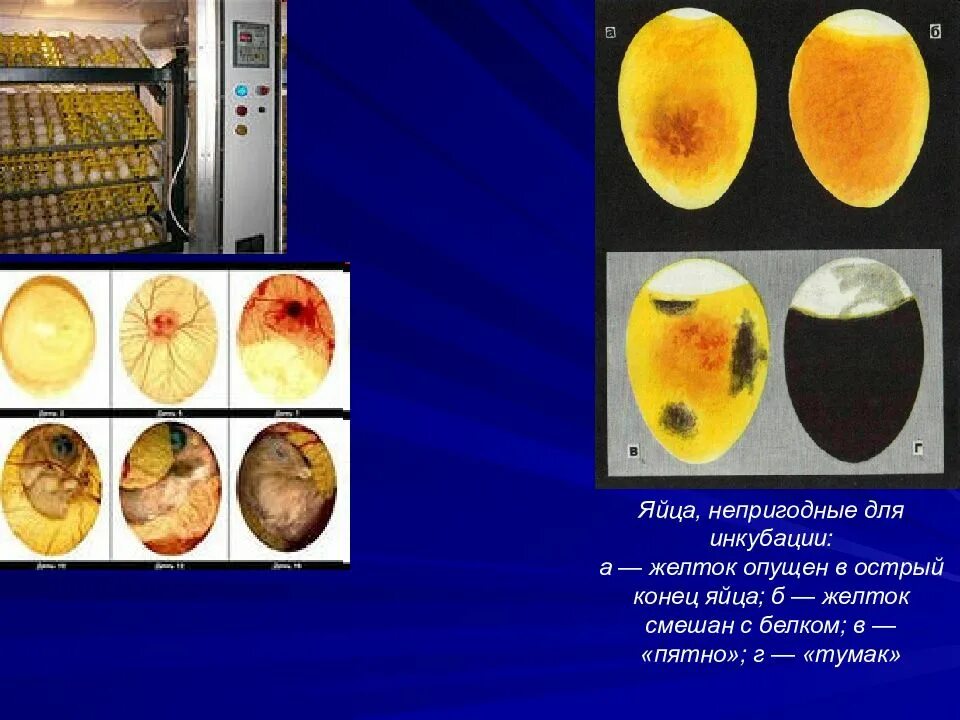 Фото яиц в инкубаторе по дням. Инкубация перепелиных яиц овоскопирование. Таблица овоскопирования индюшиных яиц. Овоскопирование индюшиных яиц. Овоскопирование Тумак.