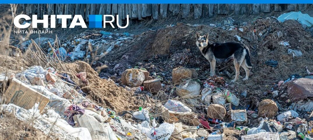 Волк на свалке. Хищные животные. Волк на свалке. Волк на свалке. Бездомные собаки на помойке.