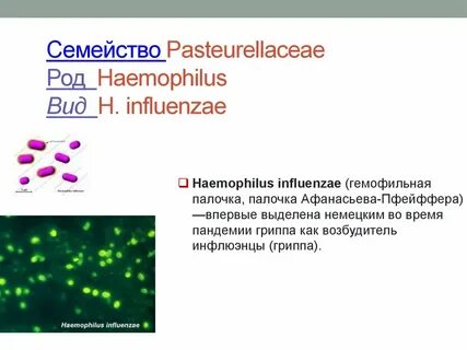 Инфекция вызванная haemophilus