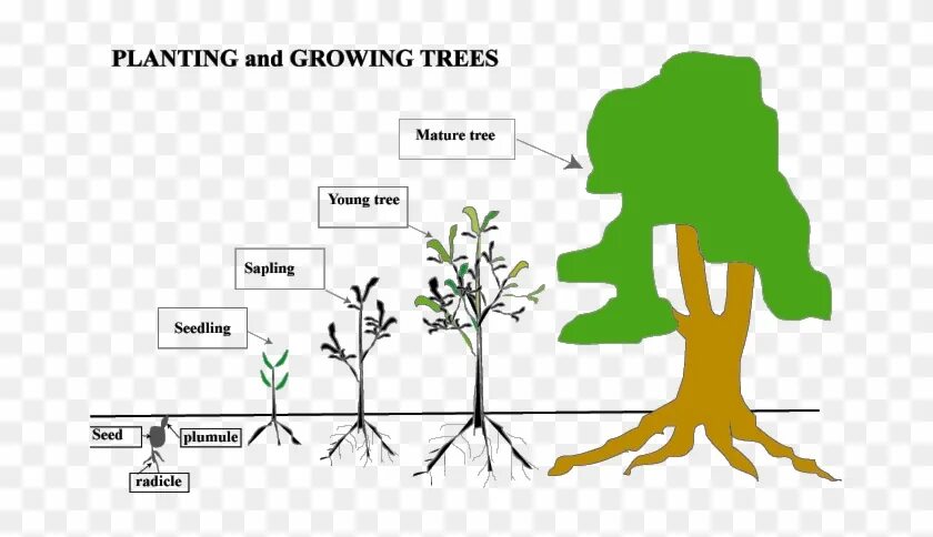 Doesn t grow. Grow Trees. Seed seedling Sapling. Grow up Trees. Tree Sapling.
