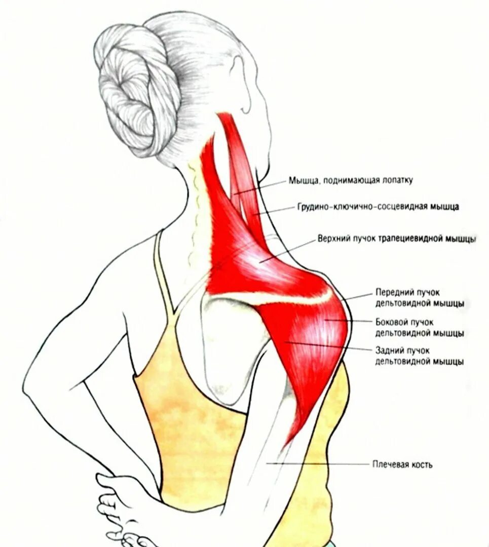 Трапециевидная мышца шеи. Трапециевидная мышца шеи анатомия. Растяжка трапециевидной мышцы. Растяжка трапециевидной мышцы шеи.