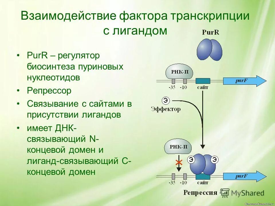 Днк полимераза участвует в транскрипции. Днк полимераза участвует в транскрипции