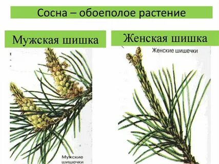Укороченный побег ели