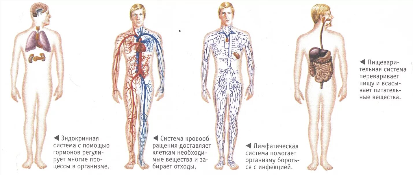 Системы тела человека. Системы органов. Системы человеческого организма. Систера органов. Сколько в организме органов