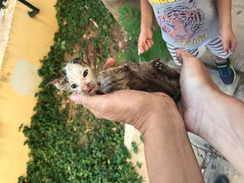 Дети спасают животных