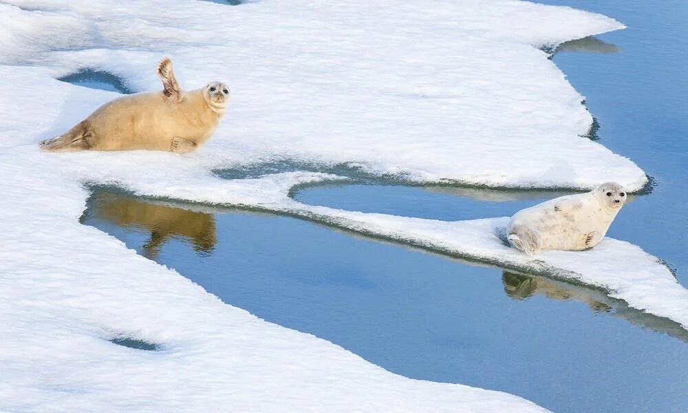 На льдах какого залива обитают белые. Чукотский тюлень. Лежбища тюленей Чукотка. Чукотское море белые медведи. Льдины в Чукотке.