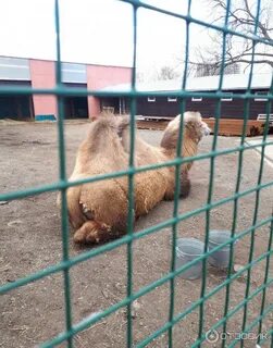 Зоопарк самара садовая улица