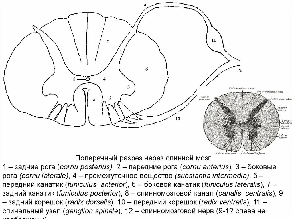Схема поперечного среза спинного мозга. Строение спинного мозга анатомия поперечный разрез. Строение спинного мозга на поперечном разрезе. Срез спинного мозга анатомия.