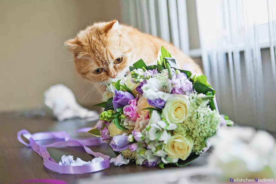 котик с цветами. котик с букетом цветов. кот с букетом. котенок с букетом цветов. кошка с букетом.