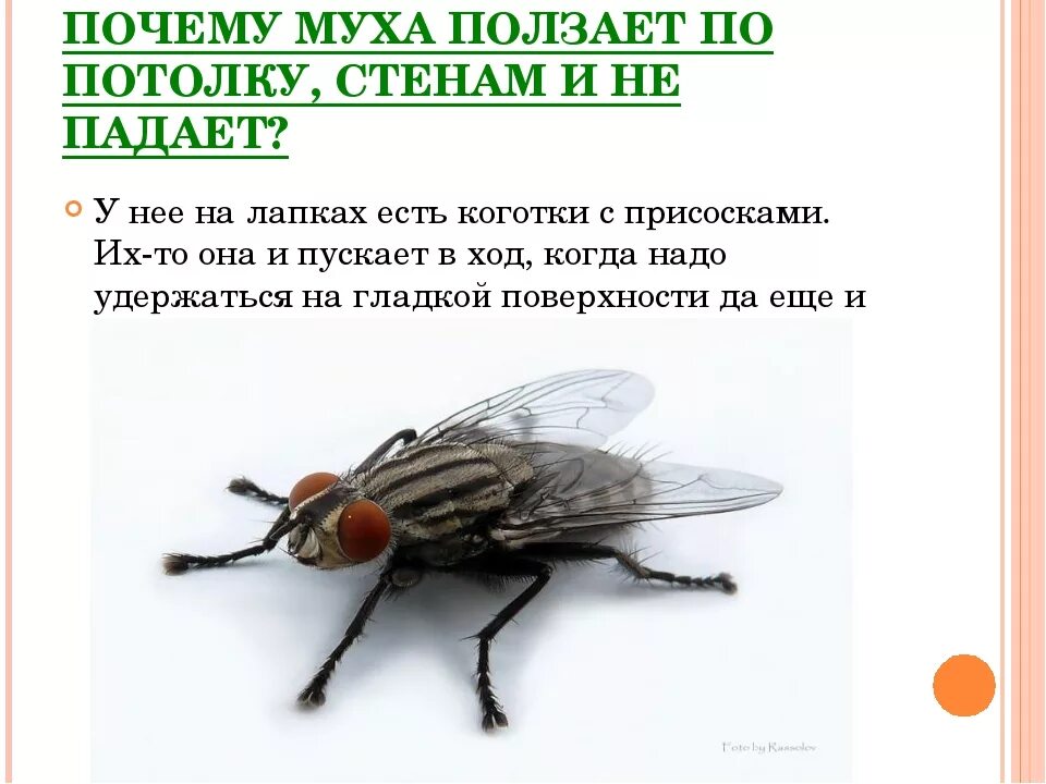 Почему мухи жужжат. Почему Муха не падает с потолка. Муха ползает. Интересные факты о мухах для детей.