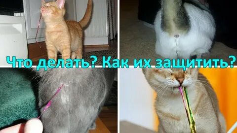 Кошка проглотила нитку