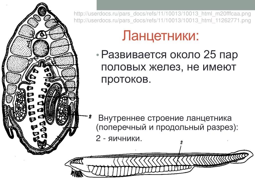 Схема строения ланцетника поперечные срезы. Поперечный разрез ланцетника в области жаберного отдела. Поперечный срез ланцетника препарат. Схема половой системы ланцетника.