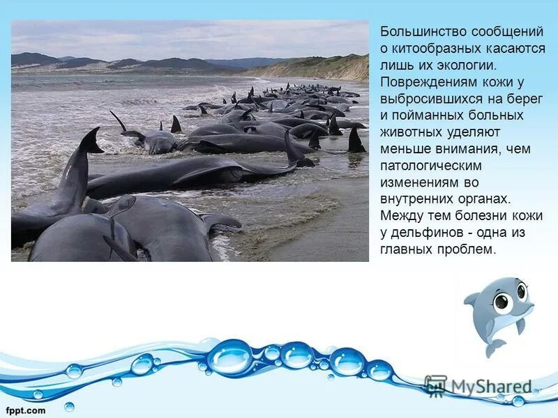 Как общаются дельфины. Как научиться составлять план текста. Как составить план текста 3 класс русский. Дельфин текст составить план текста. Дельфин текст составить план текста.