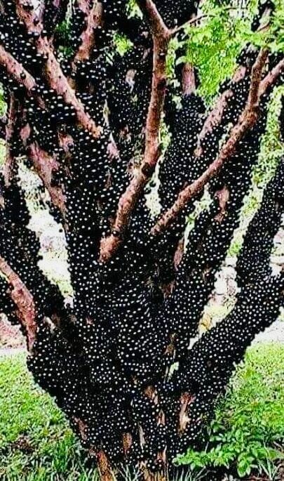 Jabuticaba. A bunch of black Jabuticaba(also called the Brazilian Grape) fruit ,