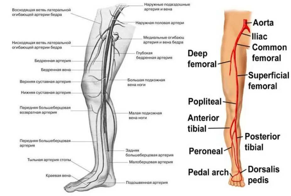 Артериальные сосуды нижних конечностей. Анатомия сосудов вен нижних конечностей. Кровоснабжение нижней конечности анатомия вены. Схема кровотока нижних конечностей человека. Кровоснабжение нижней конечности схема.