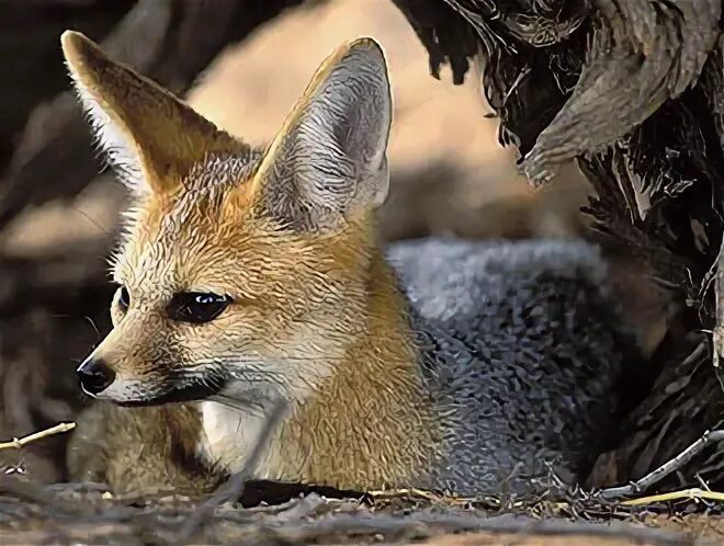 Афганская лисица (vulpes cana). Вульпес животное. Африканская лиса. Южноафриканская большеухая лисица. Африканская лисица vulpes pallida.
